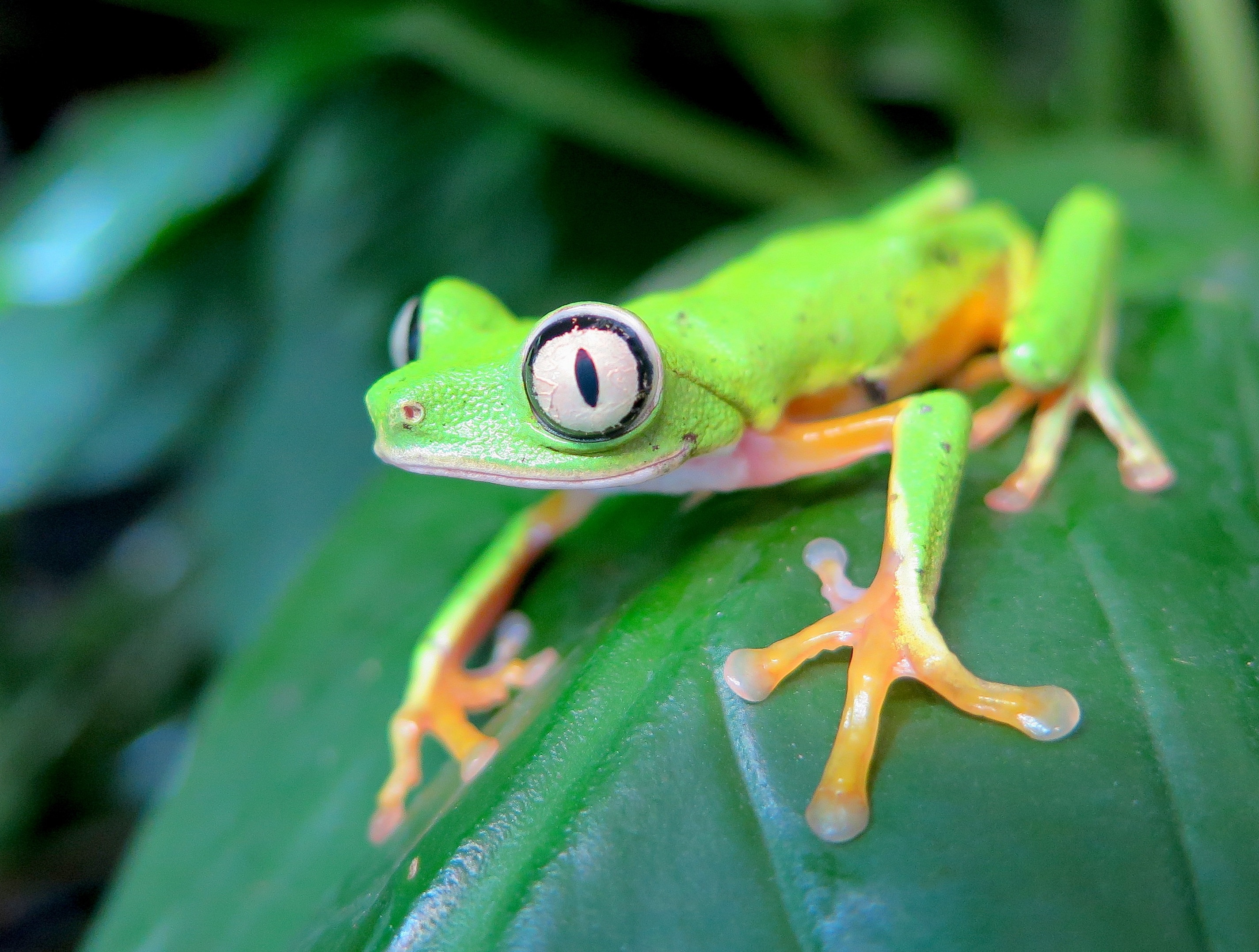 lemur leaf frog
