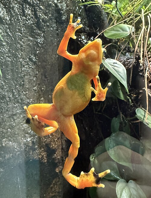 panamanian golden frog climbing glass