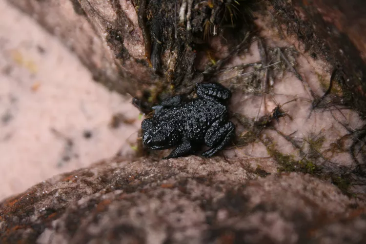 venezuelan pebble toad
