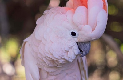 cockatoo