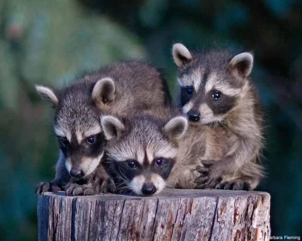 Baby Raccoons