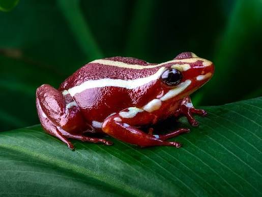 anthonys poison dart frog