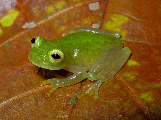 fleischman's glass frog